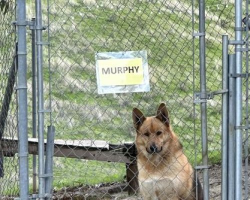 murphy1